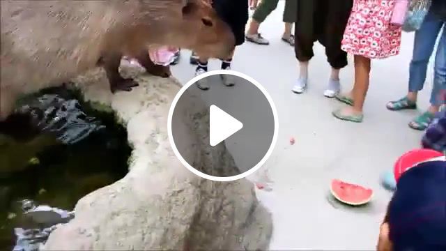 Capybara drop a watermelon, chiguire, capybara, animals pets. #0