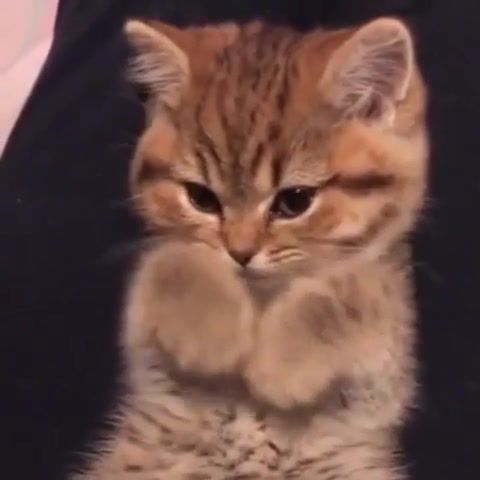 Cat i like - Video & GIFs | music,cat,catsofvine,rhythm,fun,cute,cute animals,animals pets