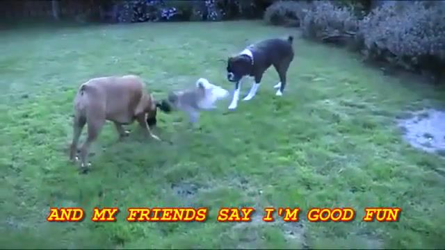 Crazy pug - Video & GIFs | loca,funny,pug,dogs,lol,loca pug,crazy,hilarious,animals,story,youtube,animals pets