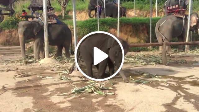Dance, elephant, phuket, thailand, animals pets. #1