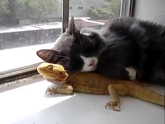 Day is Beautiful with Friend - Video & GIFs | lizard,animal,cuddle,puff,puppet,cute,kitten,love,dragon,bearded,cat,animals pets