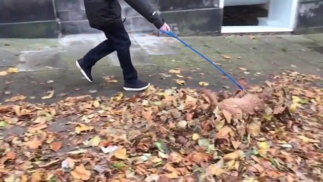 Diving into leaves, mood, dog, fall of the leaf, autumn, animals pets.