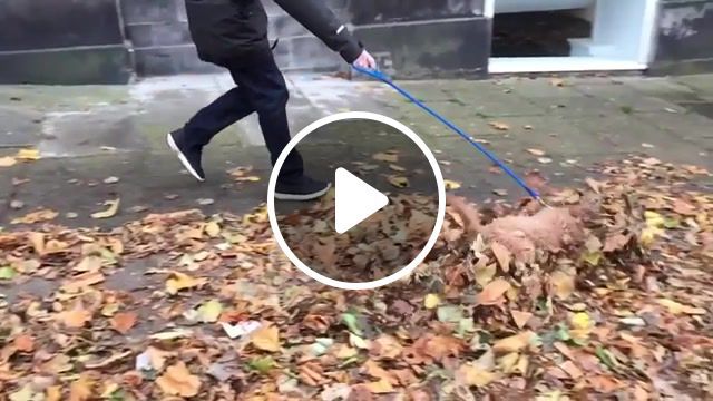 Diving into leaves, mood, dog, fall of the leaf, autumn, animals pets. #0