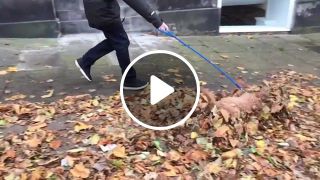 Diving into Leaves