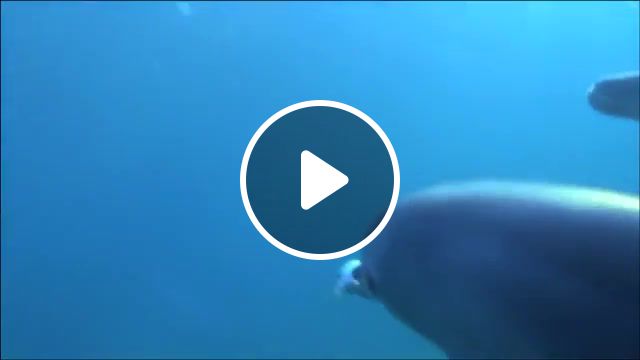 Dolphins on drugs p the puffer, puffer fish, dolphins, animals pets. #1