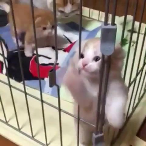 Everybody Was Cat Fu Fighting - Video & GIFs | cat,animals pets