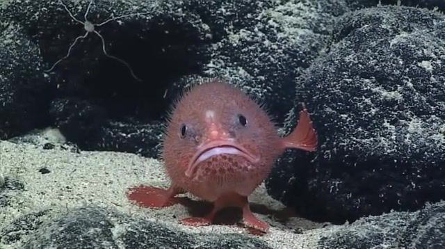 Feel Sorry for Someone - Video & GIFs | fish,wtf,cry,sorry,memes,eleprimer,animals pets