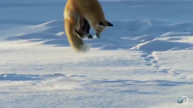 Fox down for what, Turn Down For What, Fox, Jump, Dive, Snow, Music, Animals Pets