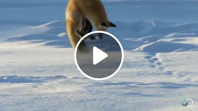 Fox down for what, turn down for what, fox, jump, dive, snow, music, animals pets. #0