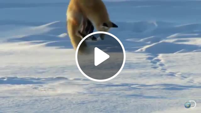 Fox down for what, turn down for what, fox, jump, dive, snow, music, animals pets. #1