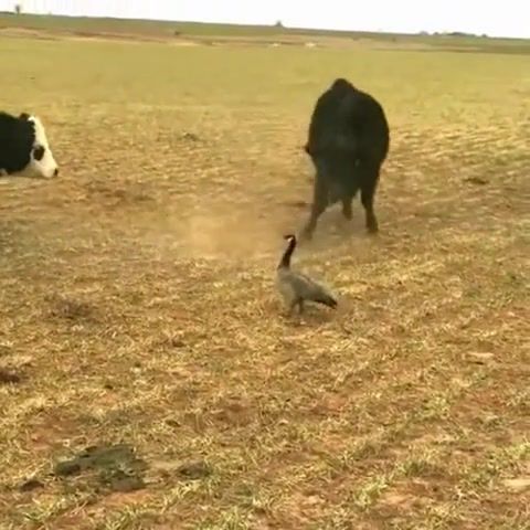 Goose vs Cow, Animals Pets