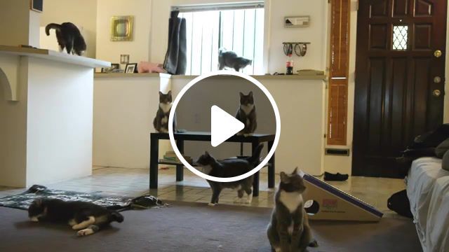 Harlem shake cats, cat, rambo the cat, kitty, kitten, animal, edition, animals pets. #0