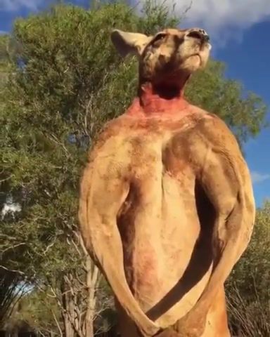 Me after 5 minutes of exercise, gym, fit, muscles, lol, kangaroo, funny, workout, animals pets.