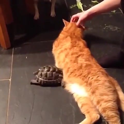 Ozzy Man Reviews Tortoise Vs Cat Turn Sound ON. Turtle. Cat. Animals Pets.