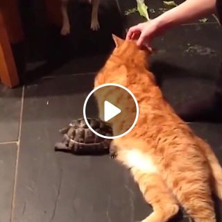 Ozzy Man Reviews Tortoise vs Cat Turn sound ON