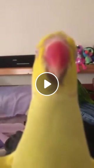 Parrot has smth to say