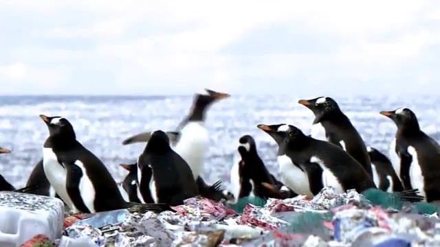 Penguins Living On An Island Of Plastic Waste. Animals Pets.