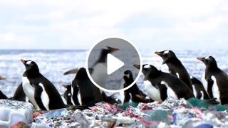 Penguins living on an island of plastic waste