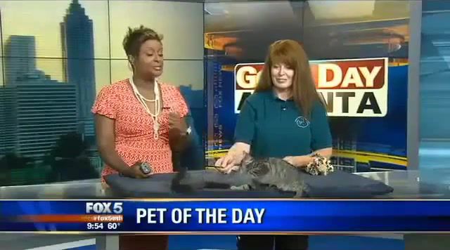Pet of the day - Video & GIFs | jump da  up,jump,soulfly,music,cat