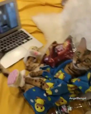 Saturday Night, Fun, Awesome, Amazing, Great, Animal, Cat, Relax, Animals Pets