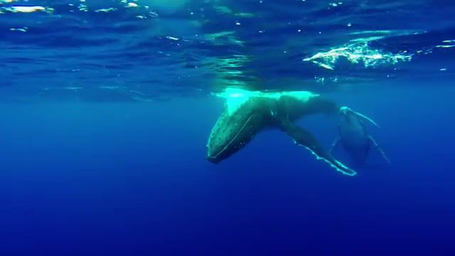 Song. Blue Wale. Voice. Whale Song. Relaxing. Calm. Music. Amazing. Water. So Unnatural. Beauty. Gopro. Dive. Underwater. Ocean. Nature. Whale. Animals Pets.