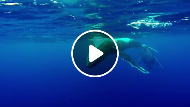 Song, blue wale, voice, whale song, relaxing, calm, music, amazing, water, so unnatural, beauty, gopro, dive, underwater, ocean, nature, whale, animals pets. #0