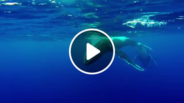 Song, blue wale, voice, whale song, relaxing, calm, music, amazing, water, so unnatural, beauty, gopro, dive, underwater, ocean, nature, whale, animals pets. #1