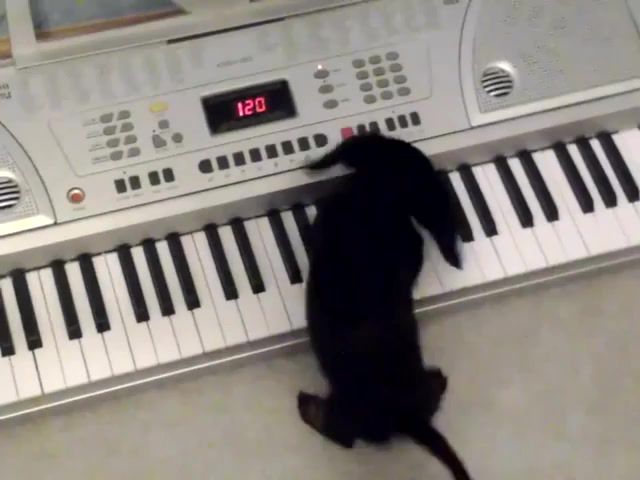 That's what i want piano, piano, mutt, dog, pup, play, music, keyboard, synthesizer, keys, cute, paws, rock n roll, barrett strong money, pets, animals pets.