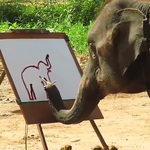 The painting elephant, Animals Pets