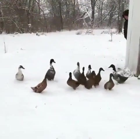 This shit, ducks, snow, this shit i'm out, it.