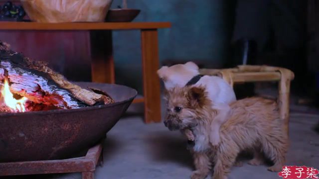 Two little dogs just chilling, poetic life, food culture, sauce bone, chinese food, gourmet, li ziqi, chinese girl, pastoral style, chinese style, tht, t, l'y, liziqi, animals pets.