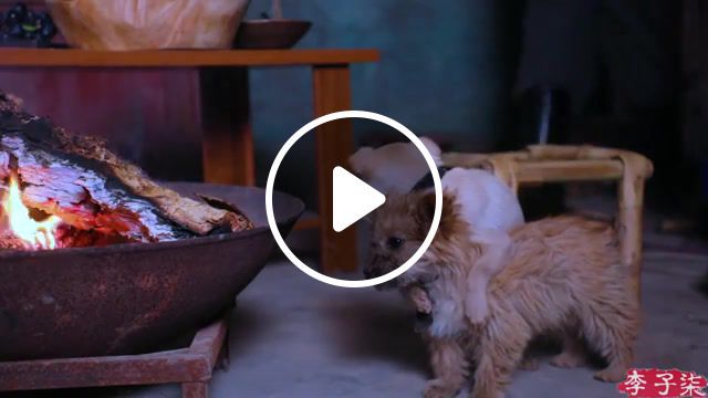 Two little dogs just chilling, poetic life, food culture, sauce bone, chinese food, gourmet, li ziqi, chinese girl, pastoral style, chinese style, tht, t, l'y, liziqi, animals pets. #0