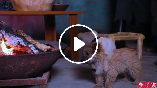 Two little dogs just chilling, poetic life, food culture, sauce bone, chinese food, gourmet, li ziqi, chinese girl, pastoral style, chinese style, tht, t, l'y, liziqi, animals pets. #1
