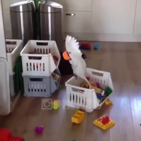When u are alone at home, Funny Parrot, Animals Pets