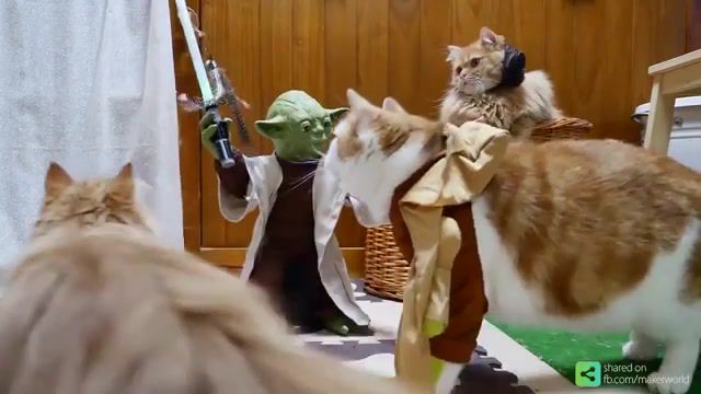 Yoda and Catawans, Sith, Jedi, Funny Animals, Animals, Hilarious, Awesome, Funny, Cats, Cat, Toy, Padawan, Catawan, Yoda, Star Wars, Animals Pets