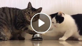 2 Cats ring bell OMEN