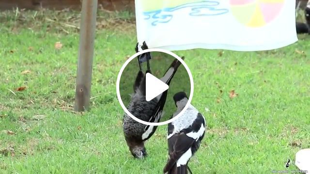 A bat a magpie wtf the x files theme unkle remix, wtf, bird watching, animals, zoo, x files, x files theme, unkle, unkle remix, the x files, bat, towel, hanging, magpies, magpie, upside down, animals pets. #0