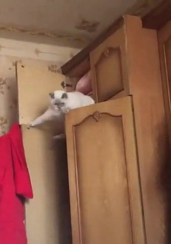Back to home, Cat, Mission Impossible, Funny Moments, Vertical, Animal, Mission Possible, Animals Pets