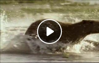 Capybaras running with trance music