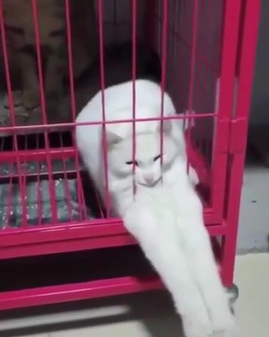 Cat, Cat, Kitten, Funny, Laughter, Humor, Cage, Game, Animals Pets