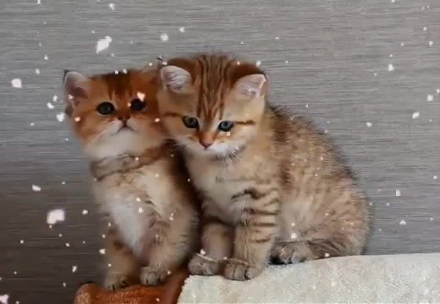 Cat - Video & GIFs | cat,cute,kittens,animals pets