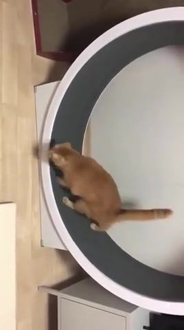 Cat is training, animals pets.