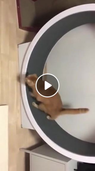 Cat is training
