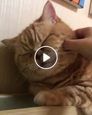 Cat purring
