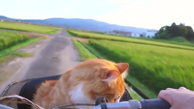 Cat ride, cat, kitty, animal, cute, ride, animals pets.