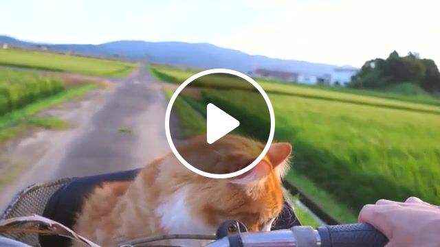 Cat ride, cat, kitty, animal, cute, ride, animals pets. #1