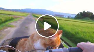 Cat ride