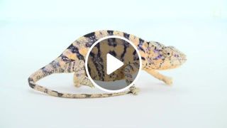 Chameleon eyes