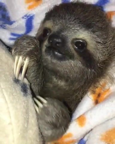 Cute Dreams - Video & GIFs | sloth,cute sloth,cute animal,animal baby,curious,mr sandman,chordettes,bring me a dream,sleepy,animal sleep,animals pets