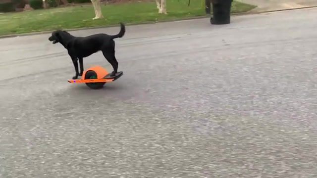 Cyberpunk doesn't always have to be dystopian, Cyberpunk, Lucky Dog, Onewheel, Animals Pets